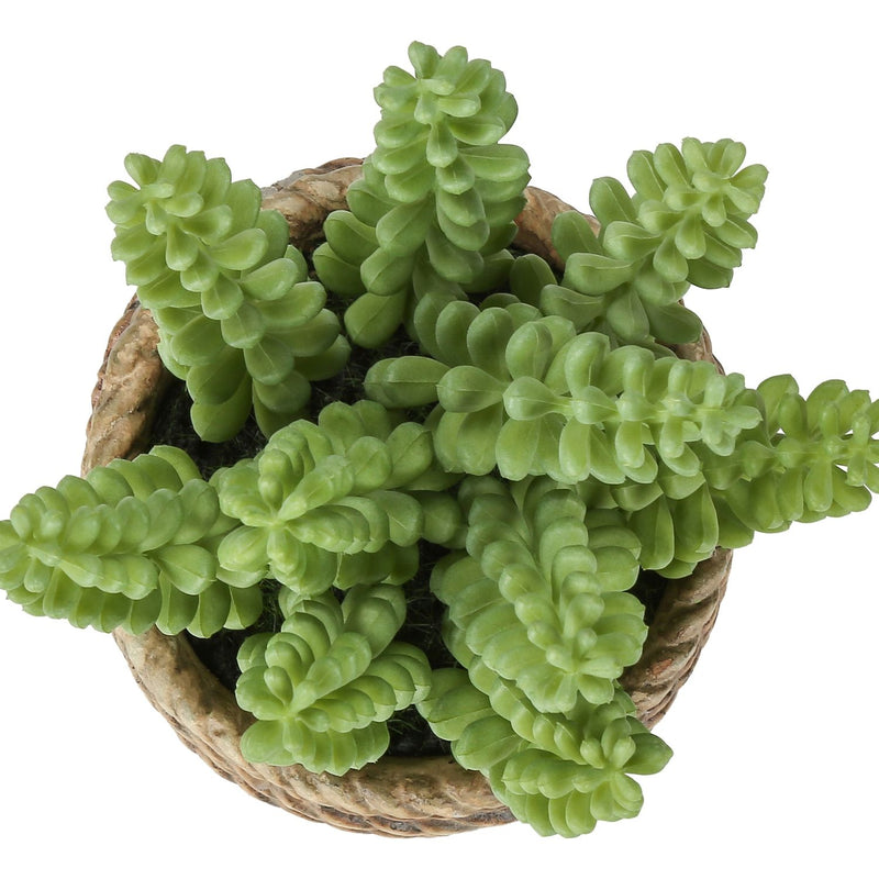 Artificial Succulent, Table Decor (Set of 2) - Green / Light Brown - Plastic